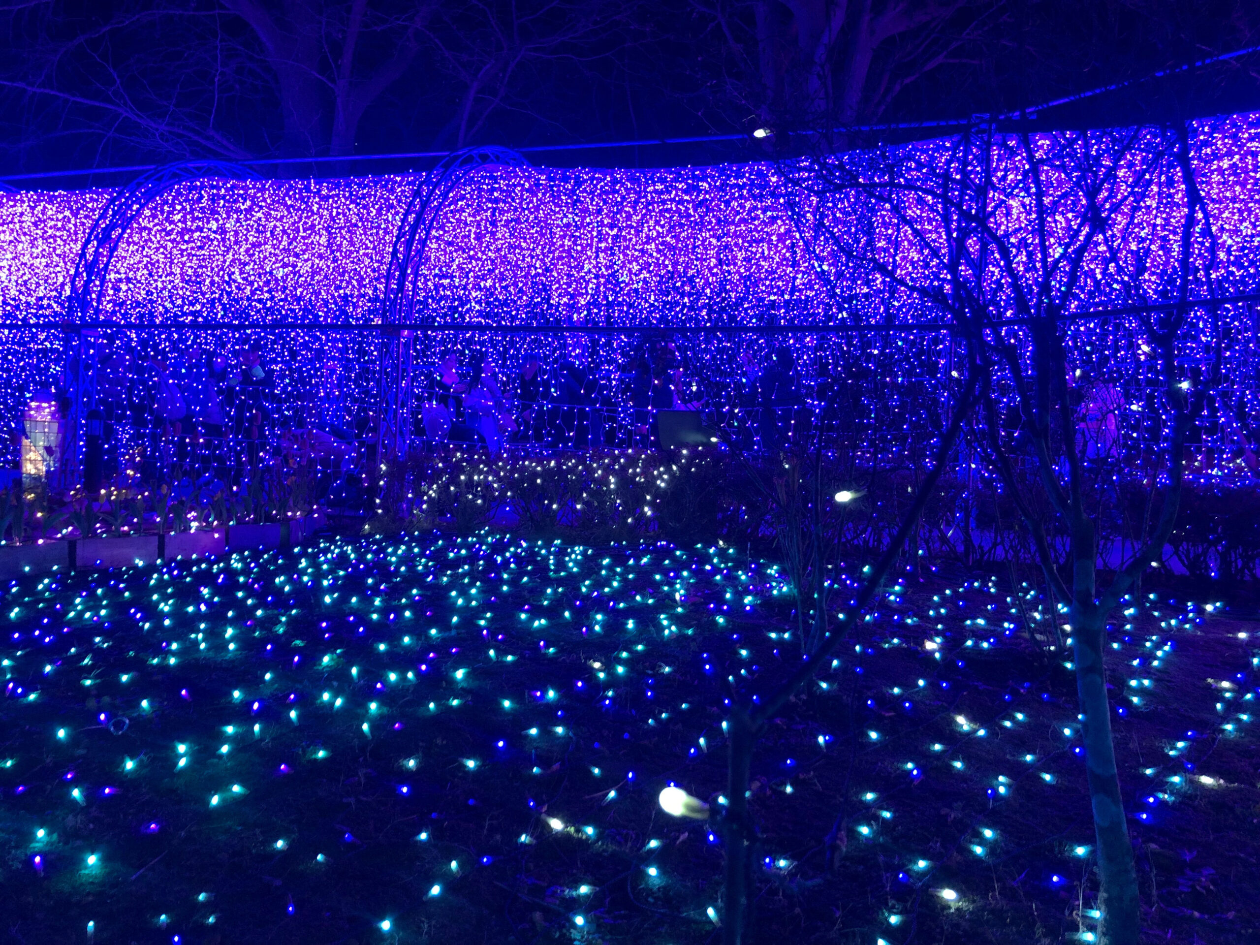 イルミネーションその17